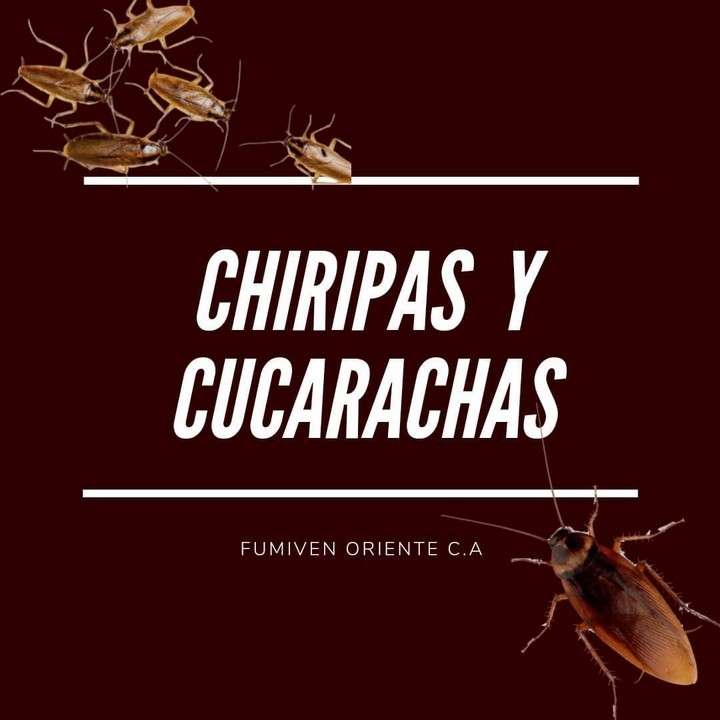 FUMIVEN ORIENTE -  chiripas